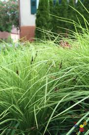 Attēlu rezultāti vaicājumam “Carex montana”