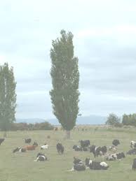 Attēlu rezultāti vaicājumam “Populus nigra”