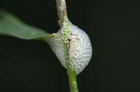 Attēlu rezultāti vaicājumam “Aphrophora nymph”