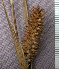 Attēlu rezultāti vaicājumam “Carex rostrata”