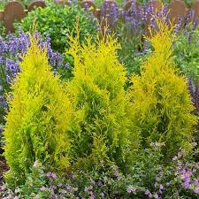 Attēlu rezultāti vaicājumam “Thuja occidentalis flower”