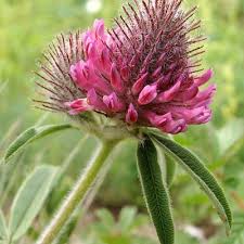Attēlu rezultāti vaicājumam “Trifolium alpestre flower”