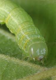 Attēlu rezultāti vaicājumam “Alsophila aescularia”