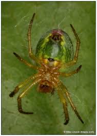 Attēlu rezultāti vaicājumam “Araniella male”