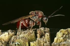 Attēlu rezultāti vaicājumam “Andricus foecundatrix”