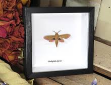 Attēlu rezultāti vaicājumam “Deilephila elpenor imago”