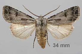 Attēlu rezultāti vaicājumam “Agrotis vestigialis”