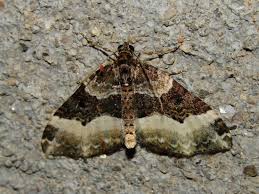 Attēlu rezultāti vaicājumam “Euphyia unangulata”