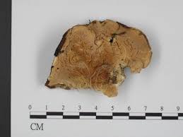 Attēlu rezultāti vaicājumam “Tyromyces chioneus”