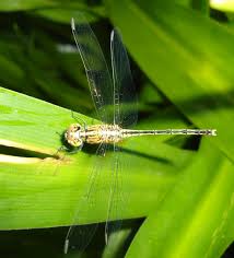 Attēlu rezultāti vaicājumam “Gomphidae”