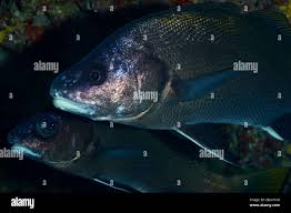 Image result for Sciaena umbra