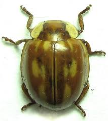 Attēlu rezultāti vaicājumam “Myzia oblongoguttata”