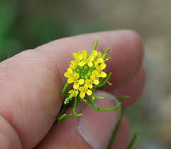 Attēlu rezultāti vaicājumam “Erysimum cheiranthoides leaf”