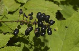 Attēlu rezultāti vaicājumam “Actaea spicata”