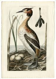 Attēlu rezultāti vaicājumam “Podiceps cristatus”