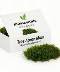 Attēlu rezultāti vaicājumam “Anomodon attenuatus”