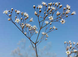 Attēlu rezultāti vaicājumam “Gypsophila fastigiata bud”