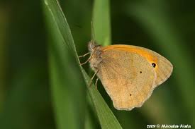 Attēlu rezultāti vaicājumam “Maniola jurtina”