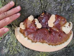 Attēlu rezultāti vaicājumam “Diderma rufostriatum sessile”