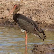 Attēlu rezultāti vaicājumam “Ciconia nigra adult”