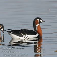 Image result for Branta ruficollis