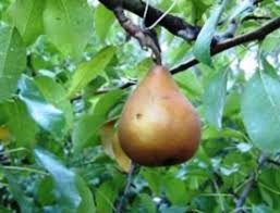Attēlu rezultāti vaicājumam “Pyrus communis fruit”