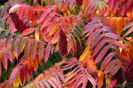 Attēlu rezultāti vaicājumam “Rhus typhina leaf”