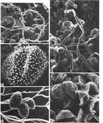 Attēlu rezultāti vaicājumam “Cribraria atrofusca spores”