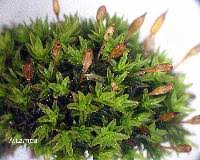 Attēlu rezultāti vaicājumam “Orthotrichum anomalum sporophyte”