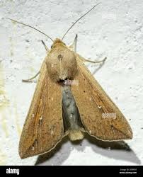 Attēlu rezultāti vaicājumam “Mythimna sp.”