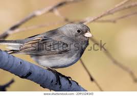 Image result for Junco hyemalis