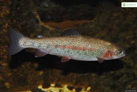 Image result for Oncorhynchus mykiss