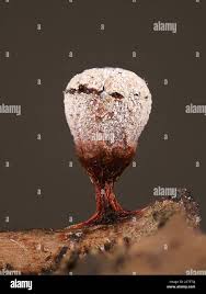 Attēlu rezultāti vaicājumam “Craterium leucocephalum spores”