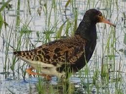 Attēlu rezultāti vaicājumam “Philomachus pugnax adult”