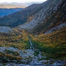 Attēlu rezultāti vaicājumam “Diderma montanum”