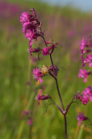 Attēlu rezultāti vaicājumam “Silene viscaria fruit”