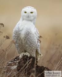 Image result for Bubo scandiacus