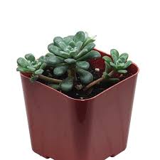 Attēlu rezultāti vaicājumam “Sedum aizoon fruit”