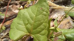 Attēlu rezultāti vaicājumam “Fallopia convolvulus leaf”