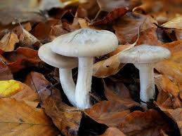 Attēlu rezultāti vaicājumam “Clitocybe nebularis”