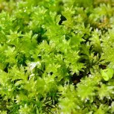 Attēlu rezultāti vaicājumam “Plagiomnium cuspidatum sporophyte”