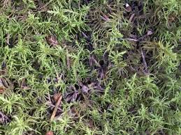 Attēlu rezultāti vaicājumam “Abietinella abietina”