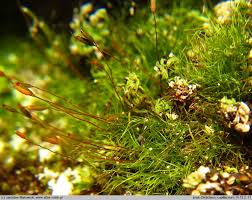 Attēlu rezultāti vaicājumam “Distichium capillaceum”