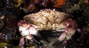 Image result for Cancer borealis