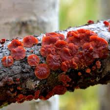 Attēlu rezultāti vaicājumam “Cytidia salicina”