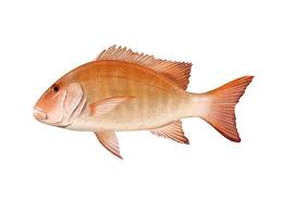 Image result for Lutjanus analis