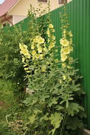 Image result for Alcea rugosa