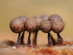 Attēlu rezultāti vaicājumam “Cribraria aurantiaca macro”