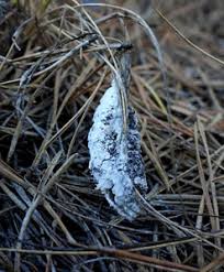 Attēlu rezultāti vaicājumam “Didymium spongiosum var. dictyospora”