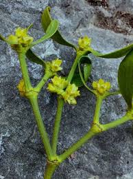 Attēlu rezultāti vaicājumam “Viscum album female flower”